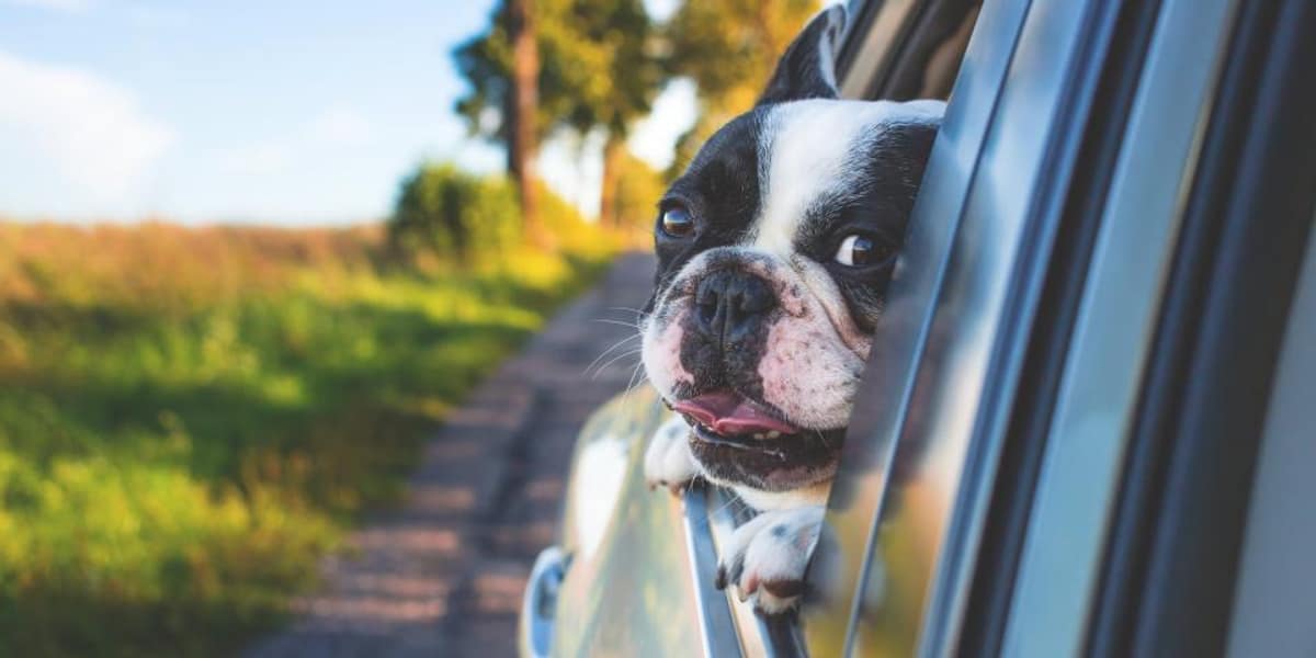 10 esenciales para viajar en coche con tu perro — portada
